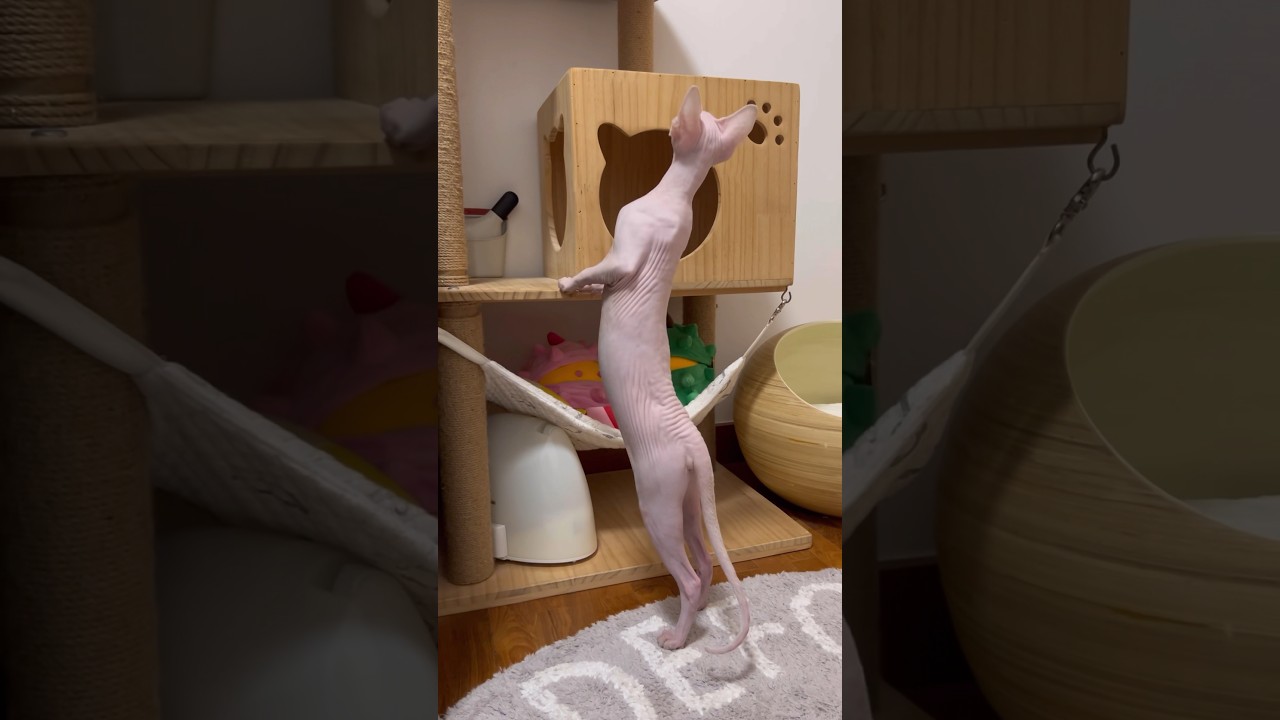 立つと細長い毛のない子猫【スフィンクス猫】