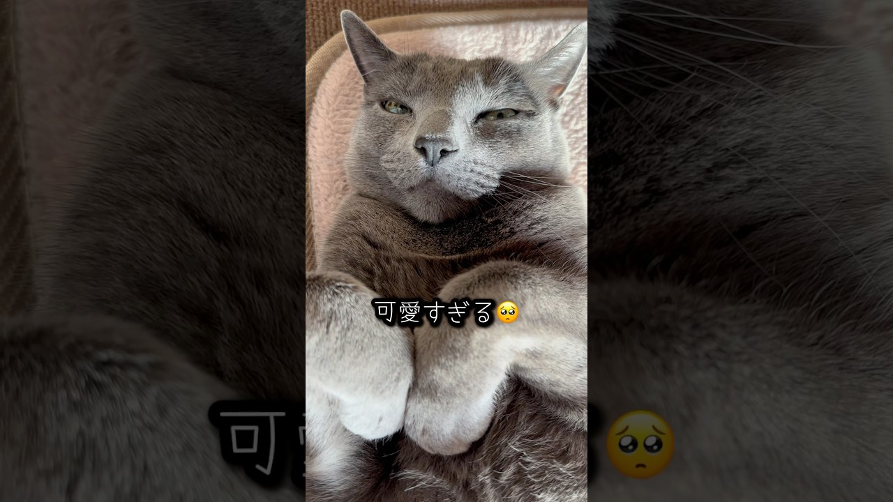 【ロシアンブルー】ただただ転がってるだけのめろんです🫢【猫】#shorts