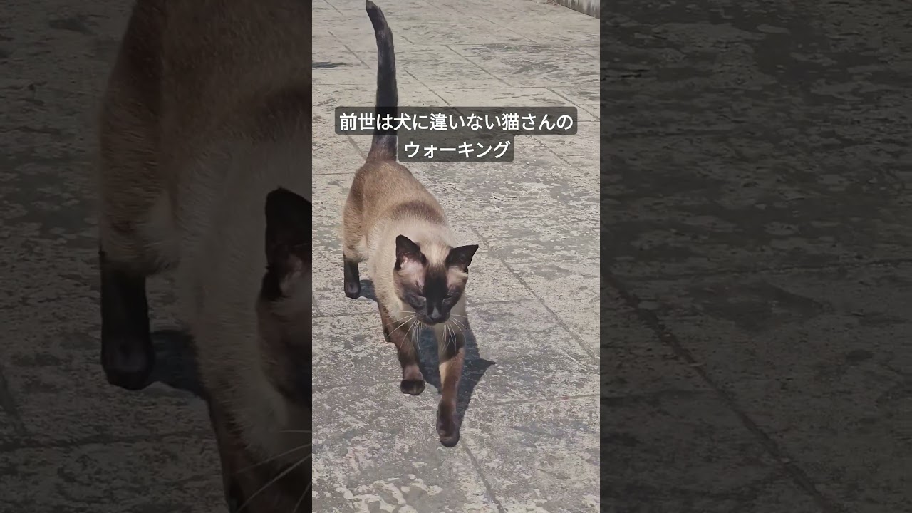 堂々と歩く猫さんがこちら #シャム猫ひおろ #cat