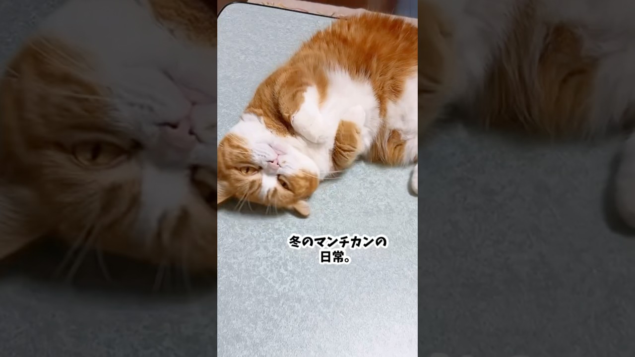 冬のマンチカンの日常。#猫 #猫のいる暮らし #猫好きさんと繋がりたい #短足マンチカン #マンチカン#cat #catshorts #animals #snow #冬のマンチカンの過ごし方？
