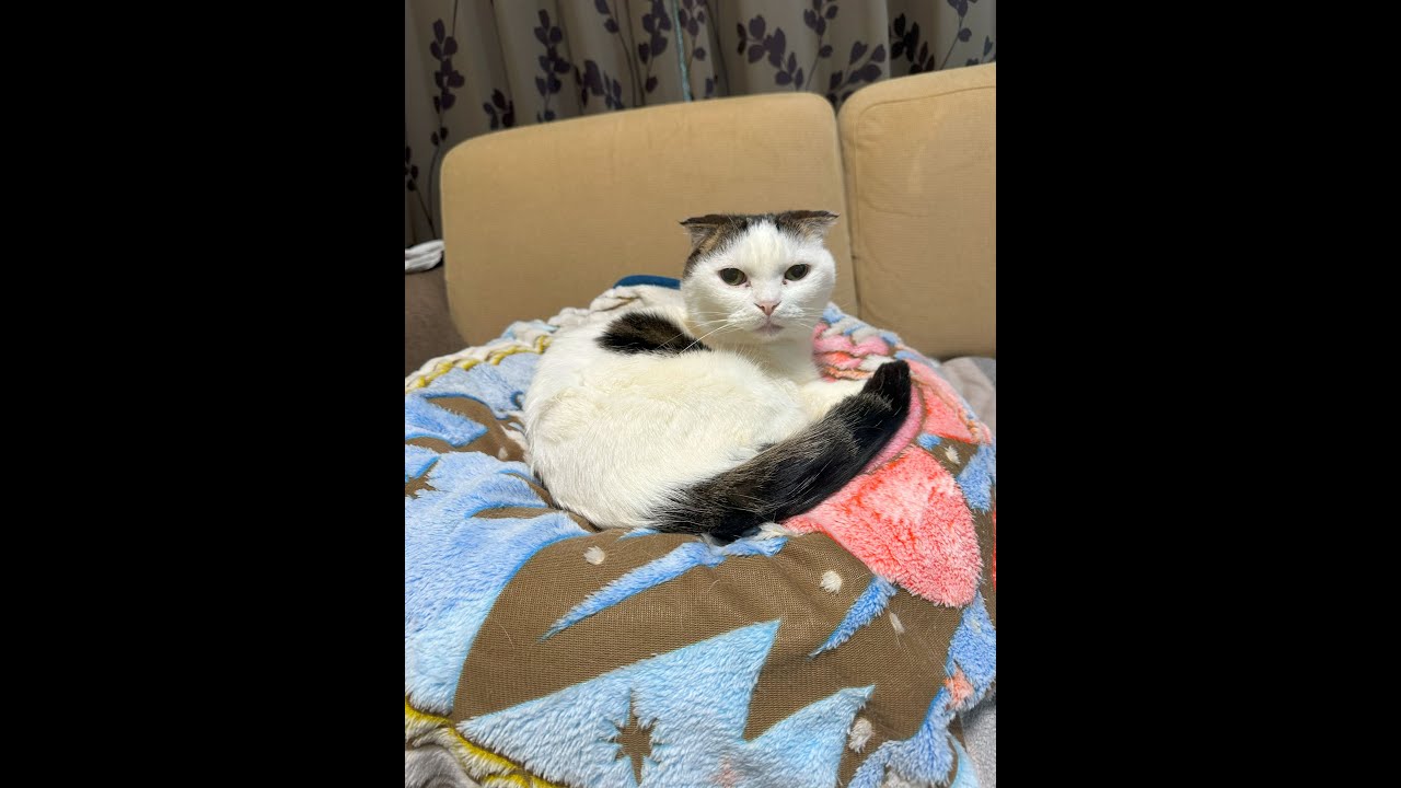 短足猫マンチカンかいちゃんライブ配信 cat Live streaming #猫 #cat #かいちゃん  #猫ライブ #live