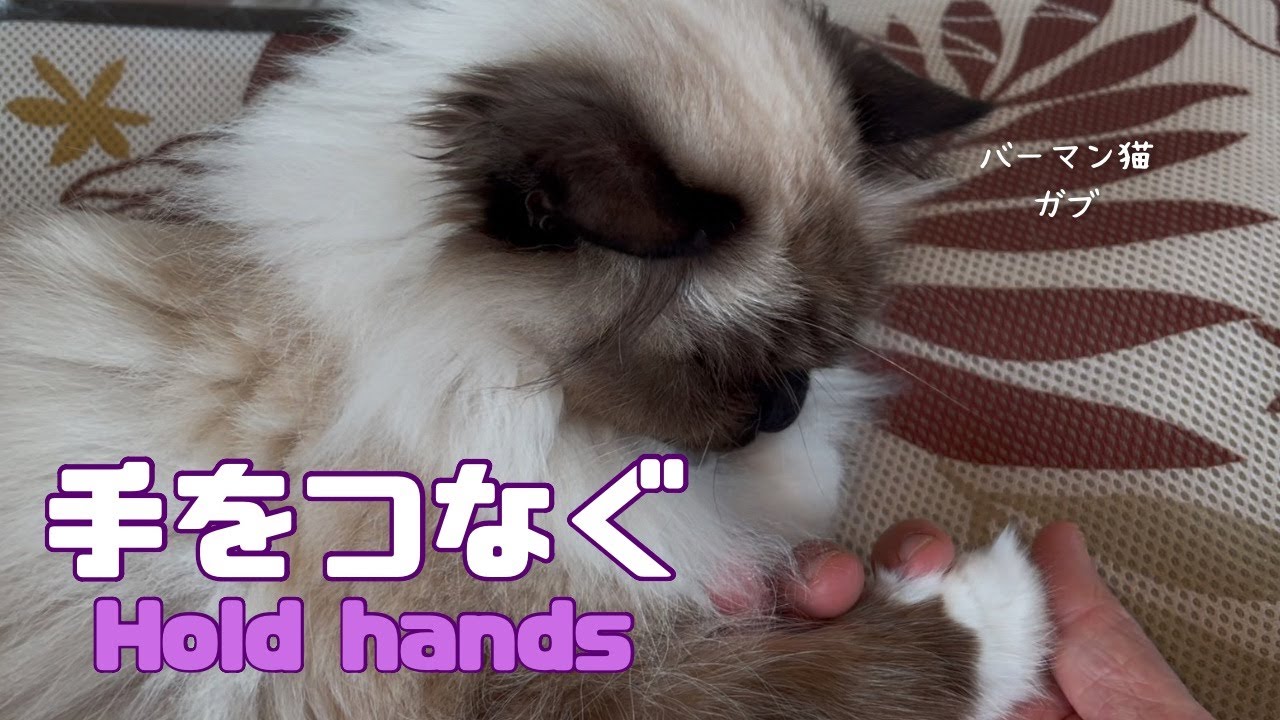 バーマン猫ガブとラフ【手をつなぐ】Hold hands（バーマン猫）Birman/Cat