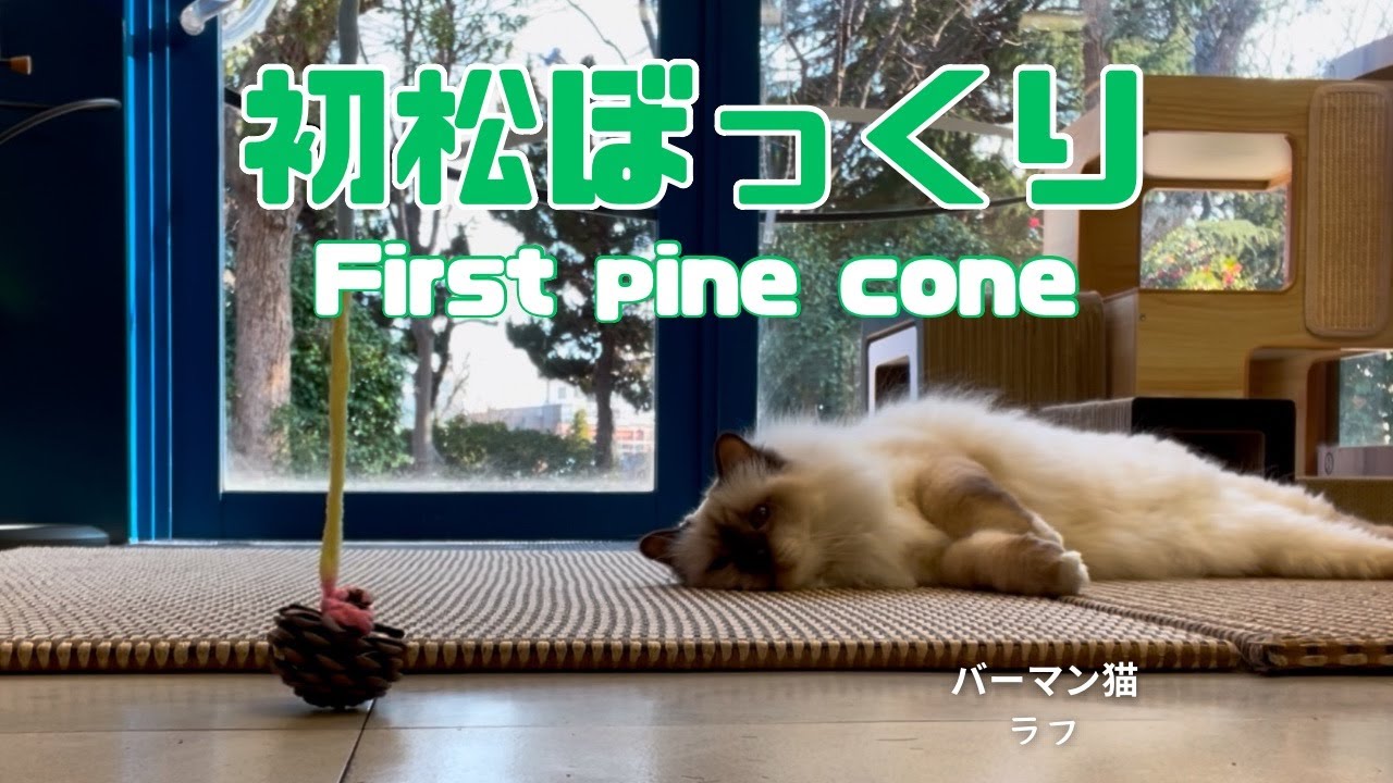 バーマン猫ラフ【初松ぼっくり】First pine cone（バーマン猫）Birman/Cat