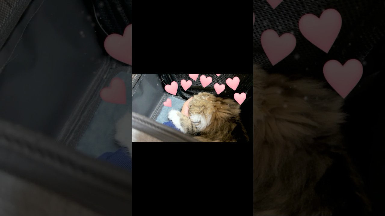 [Short] 😻Scottish Fold kitten very satisfied with big sister's superb massage. Elle video No.S314