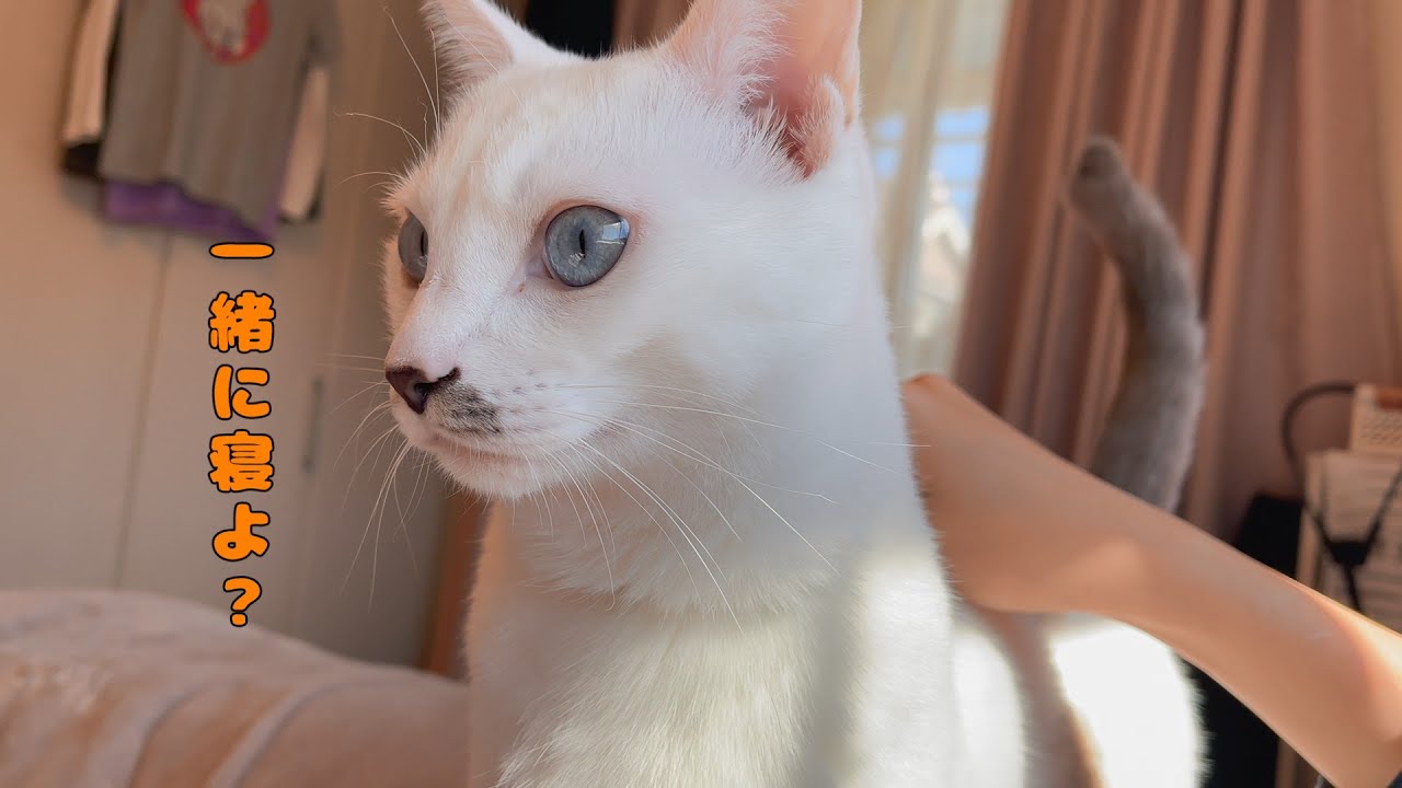 飼い主がベットにいると毎回添い寝しにくる弟猫が可愛いすぎる