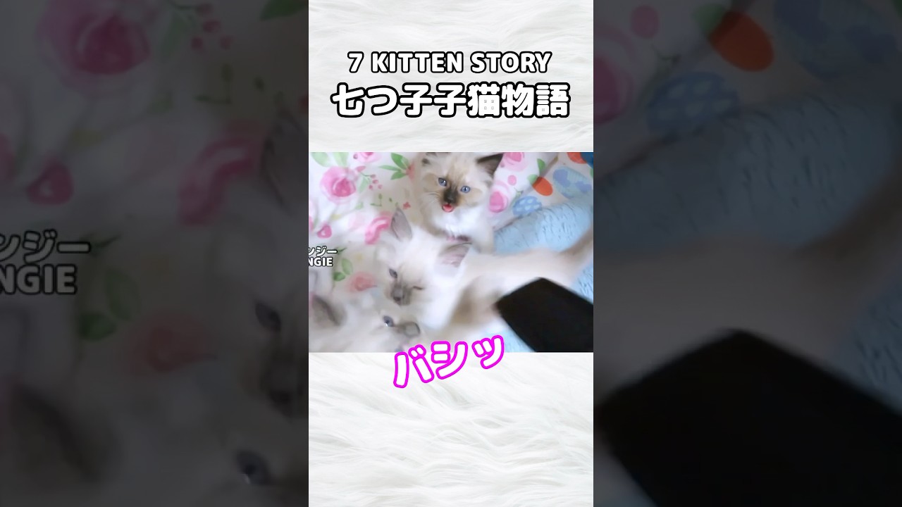 大爆笑🤣お腹が空いてブチギレた姉猫にぶたれるイケメン弟くん #shorts #子猫 #ラグドール