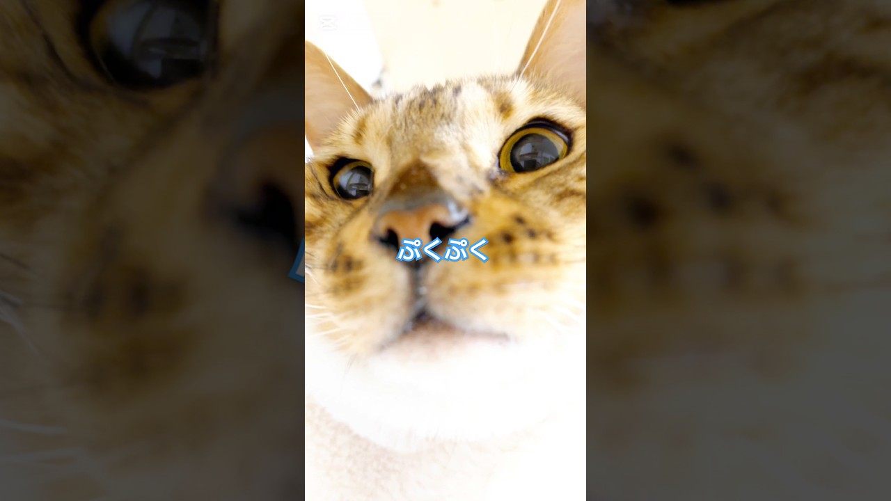 【ニャンモックの匠】 ぷくぷくのぽっぺ #ベンガルトラ #ニャンモックの匠 #猫動画 #猫のいる暮らし #ベンガル #cat #fyp #shorts #short