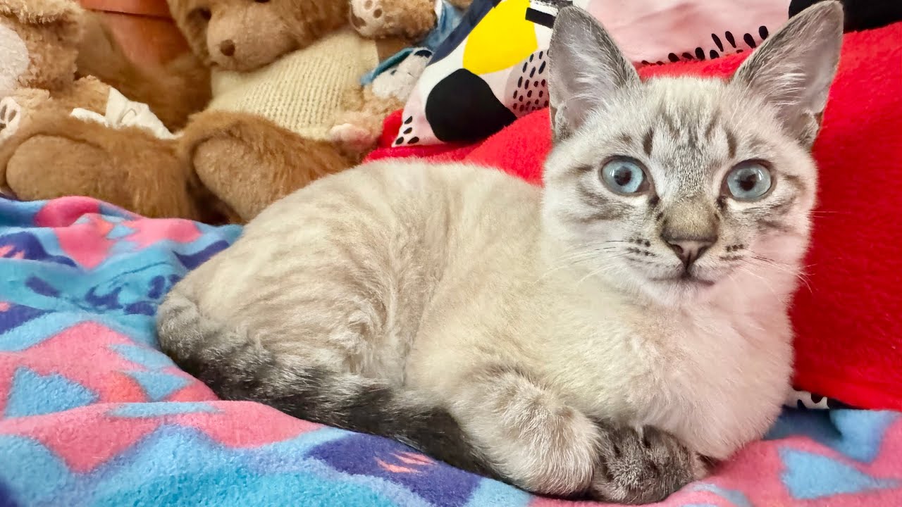 寒くて全く動く気がない子猫がこちらです  「ジルベール成長記」