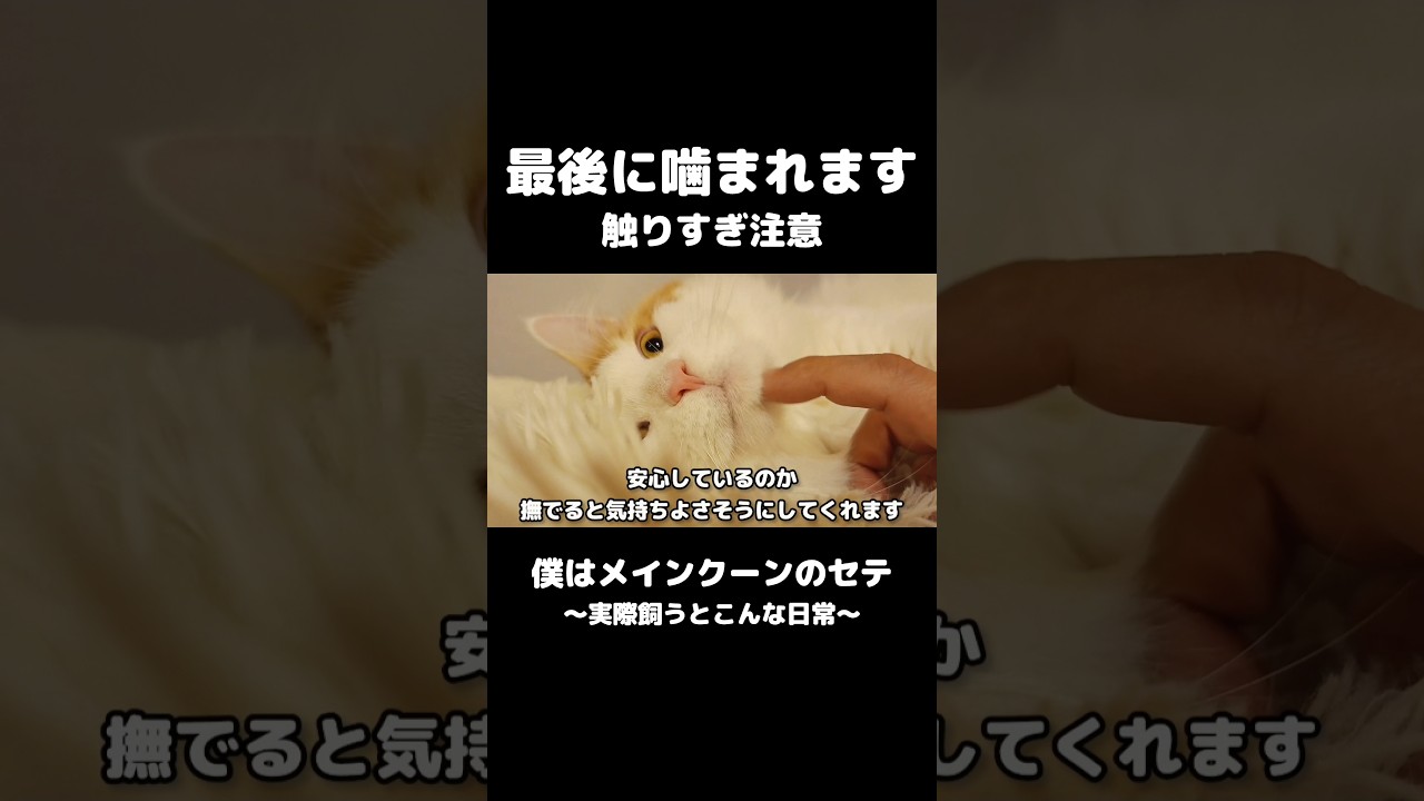 眠い時は甘噛み #メインクーン #猫 #猫のいる暮らし #mainecoon #cat