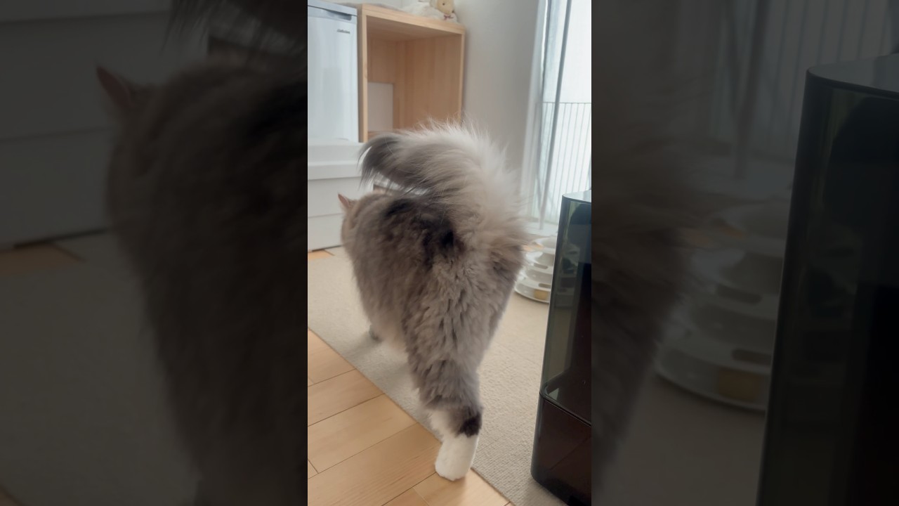 お尻の毛カット #トリミングサロン #サイベリアン #siberian #1歳10ヶ月 #cat #猫 #shorts