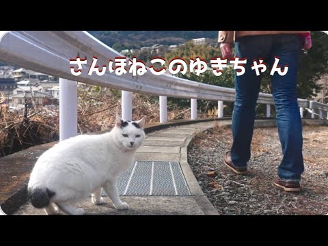 【さんぽねこのゆきちゃん】のんびりでゆるゆる│唯一無二な家猫の町さんぽ│筆先尻尾のジャパニーズ・ボブテイル│姫様みたいな麻呂眉化粧│凛とした立ち振る舞い所作は上品でエレガント│熱海│伊豆