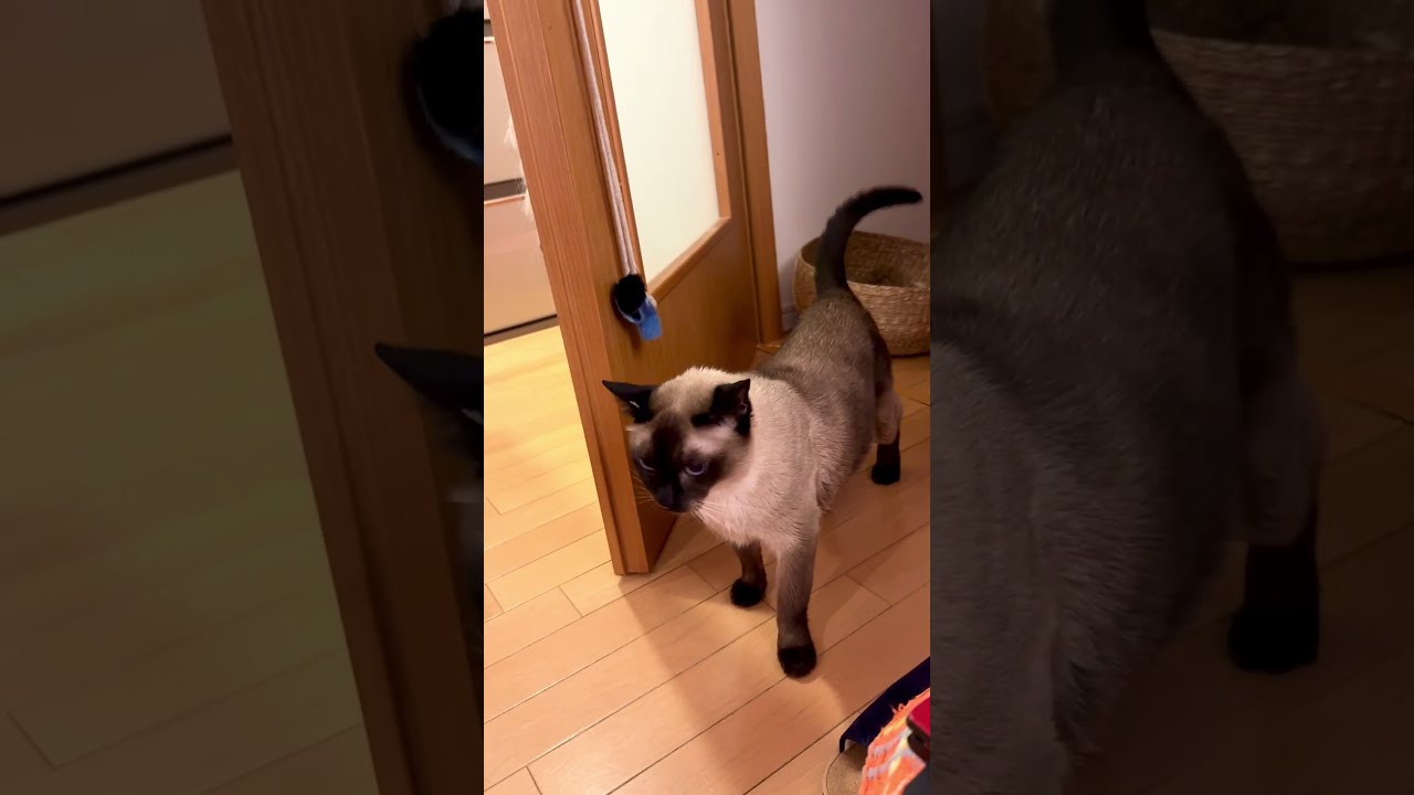 たぬき猫の横の狭いところをグリグリすり抜けていくシンガプーラなのにゃ♪ #cat #シンガプーラ #トンキニーズ#たぬき猫