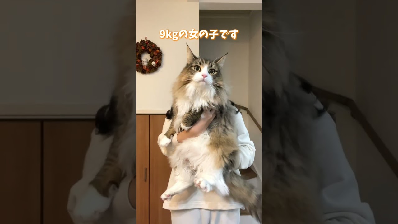 重すぎて足音がめっちゃデカいです #shorts #cat #猫 #北欧猫 #ノルウェージャンフォレストキャット