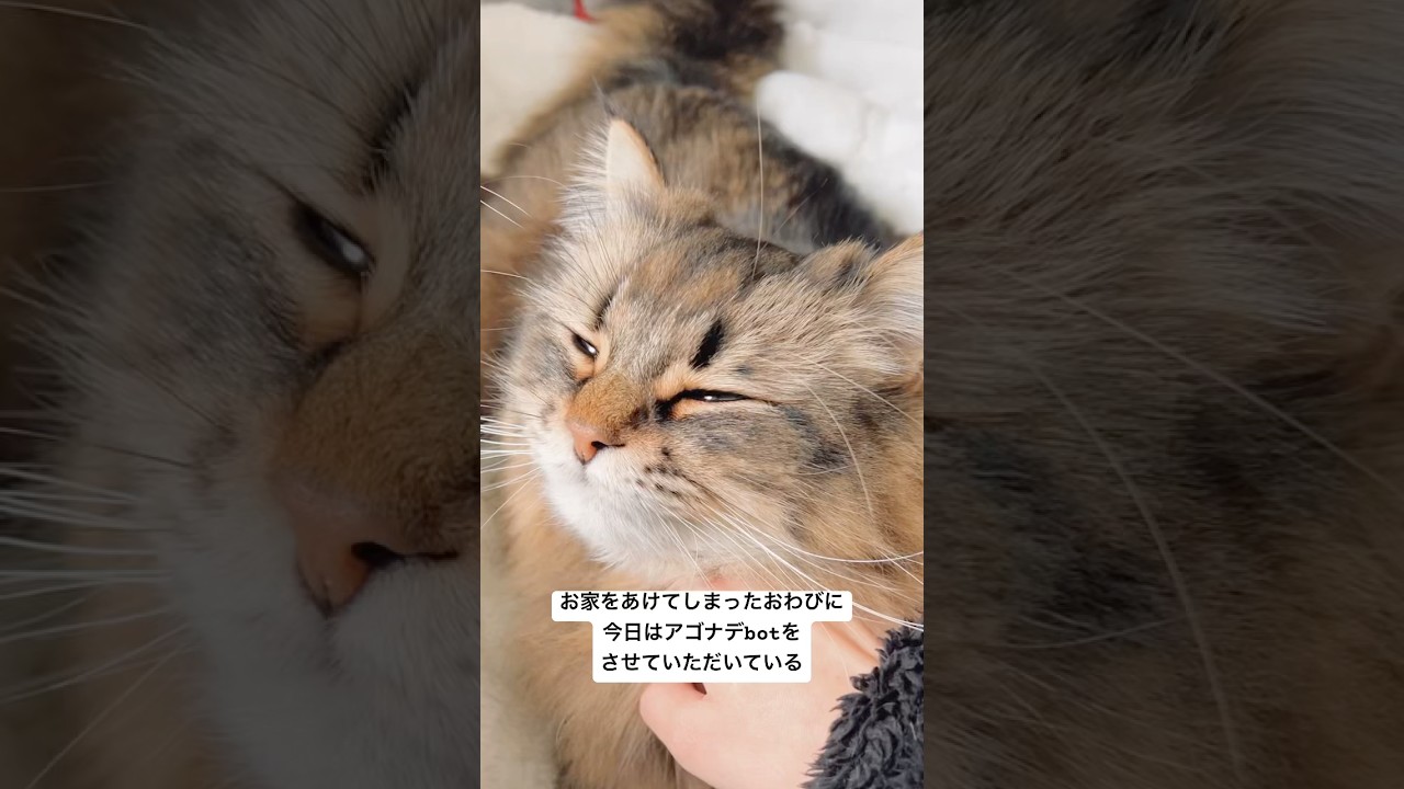 いつもの5倍くらい甘々にするDAY #サイベリアン #猫 #甘えん坊