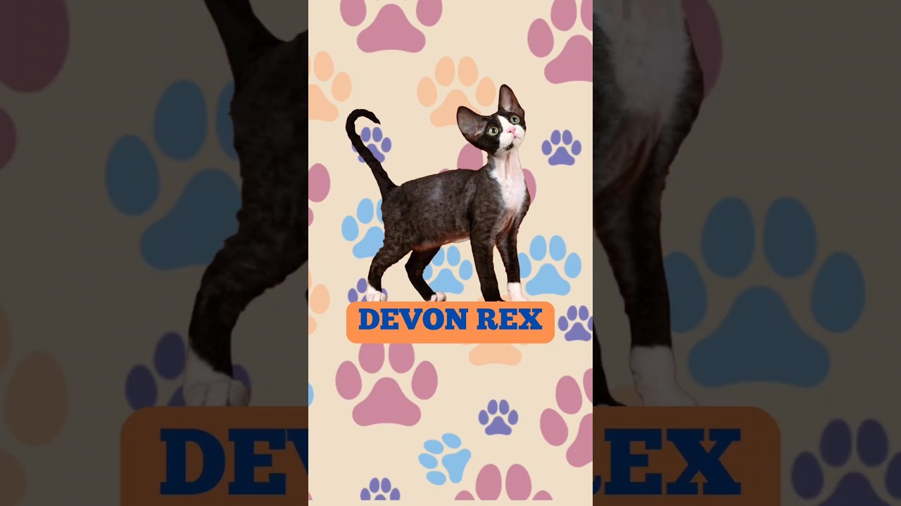 "Don't Miss It! 3 Things You Should Know Before Owning a Devon Rex" #cat #catvideos #catshorts #cute