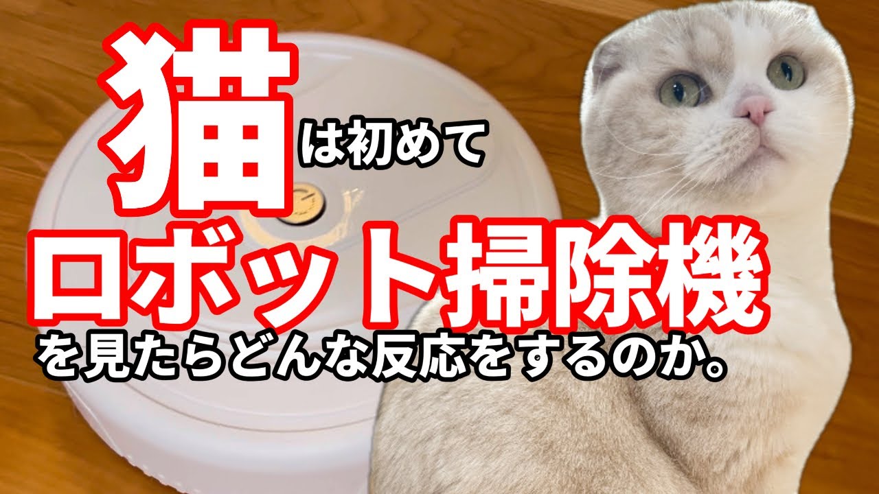 【入手困難】ダイソーのロボット掃除機を猫に見せたらこうなりました。