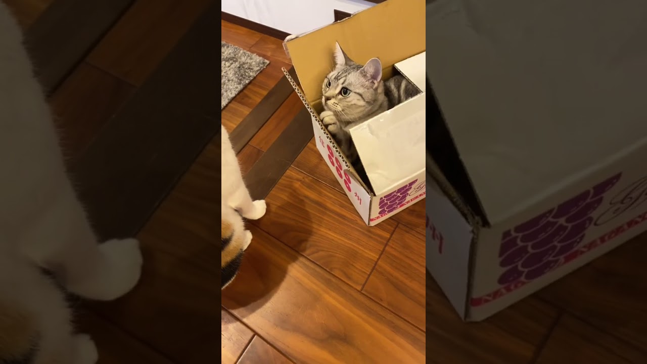 イタズラ猫ちゃん見つけた😆 #アメリカンショートヘア #アメショ #三毛猫 #保護猫