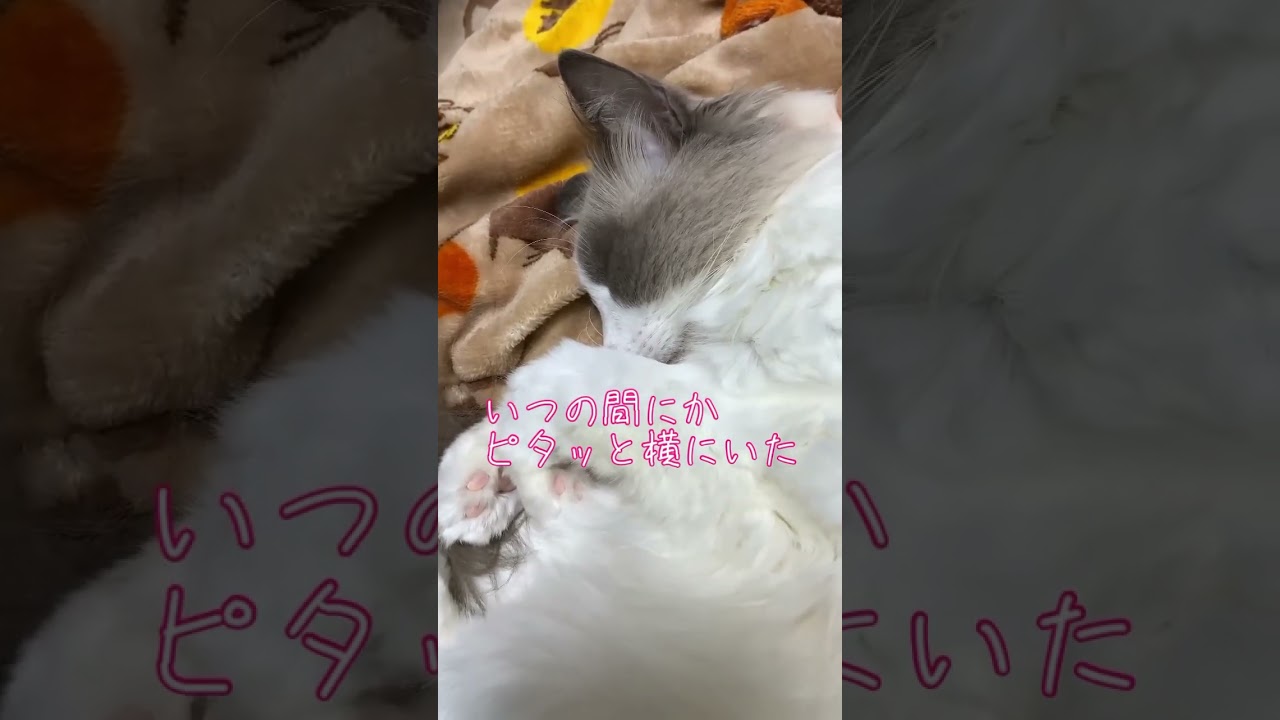 動画編集中もベッタリな猫 #猫 #ラグドール #ragdolls #cat #shorts