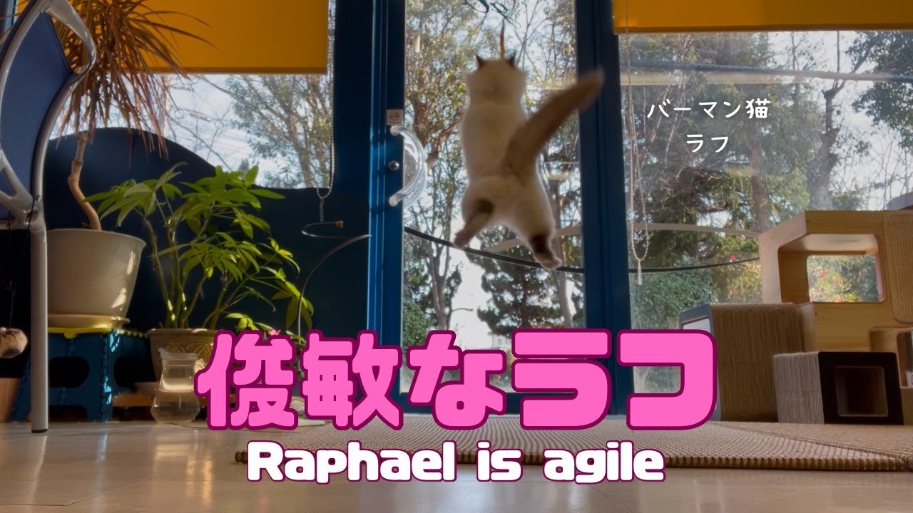 バーマン猫ラフ【俊敏なラフ】Raphael is agile（バーマン猫）Birman/Cat
