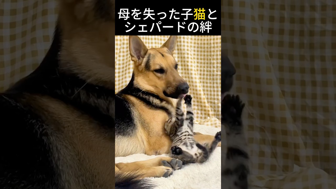 母を失った子猫とシェパードの絆