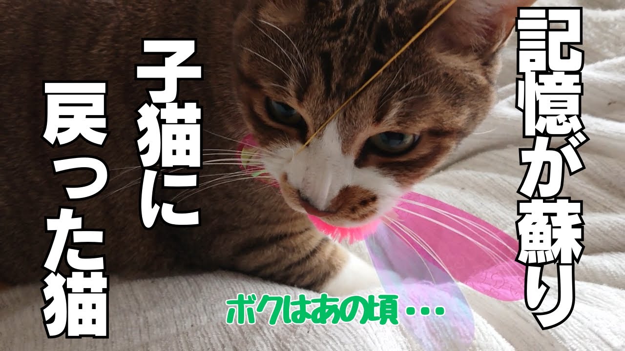 子猫の頃と同じように、ぶっ飛んだ猫！