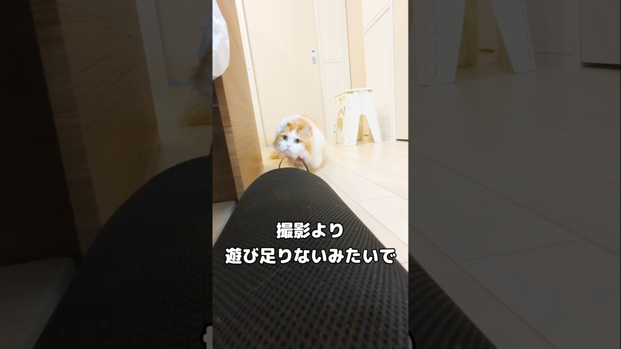 バレンタインにご乱心な猫様#cat #サイベリアン #猫のいる暮らし #ねこ