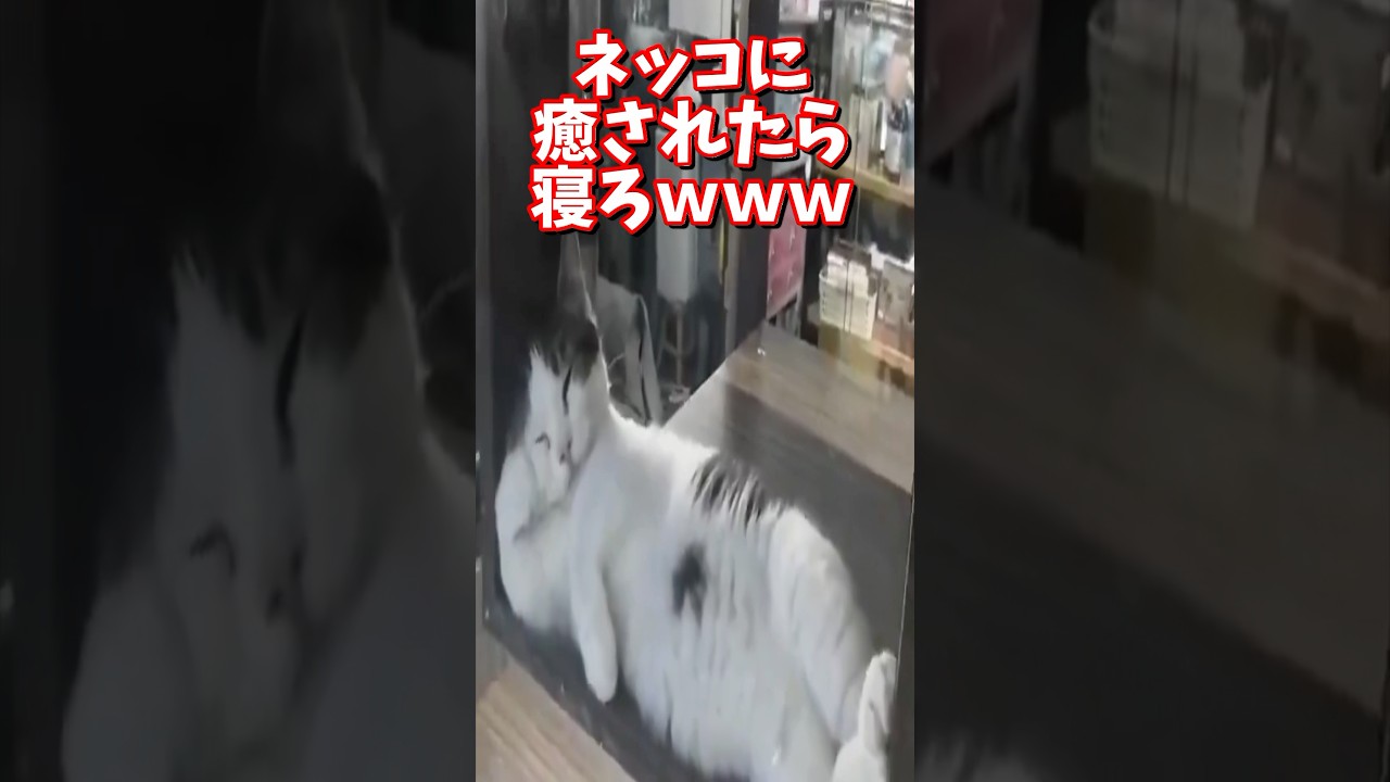 ネッコさん見て癒やされたら寝ろwww #動物 #ねこ#猫