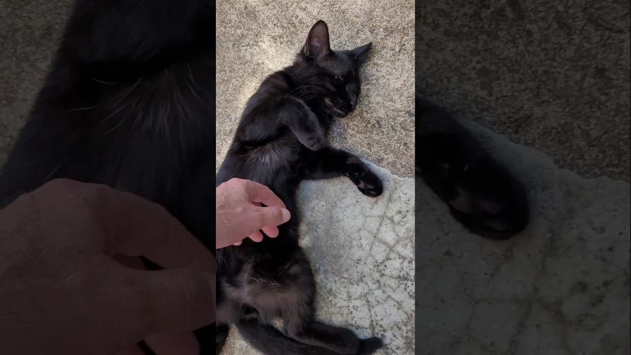 🥹🐈‍⬛❤️ #cat #minipanther #cute #catlover