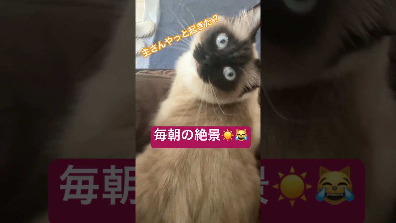 【癒し】猫と暮らすとこうなります #ragdolls #cats #shorts #ラグドール #猫のいる暮らし #猫動画 #ショート