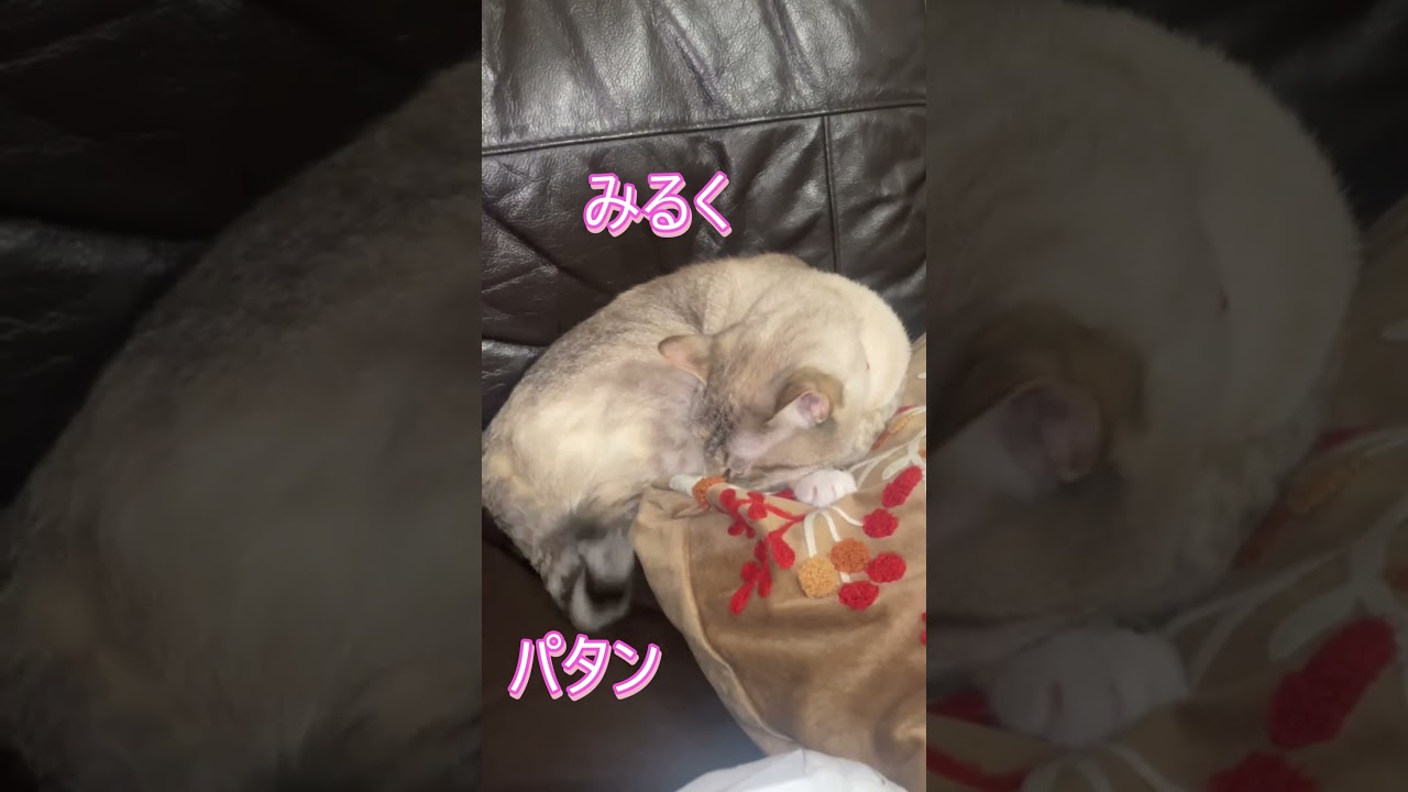 返事する猫　#返事する猫 #保護猫 #シャムミックス #cat #ねこ #猫のいる暮らし #shorts