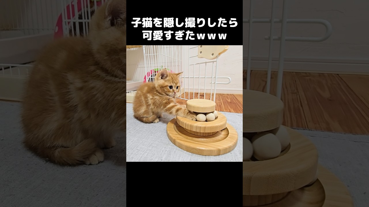 子猫を隠し撮りしたら可愛すぎた...笑#shorts