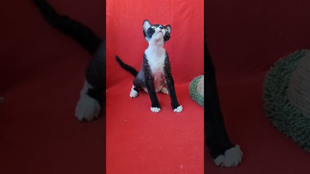 Oda is a Cute Devon Rex Kitty in a Black and White Fur Coat