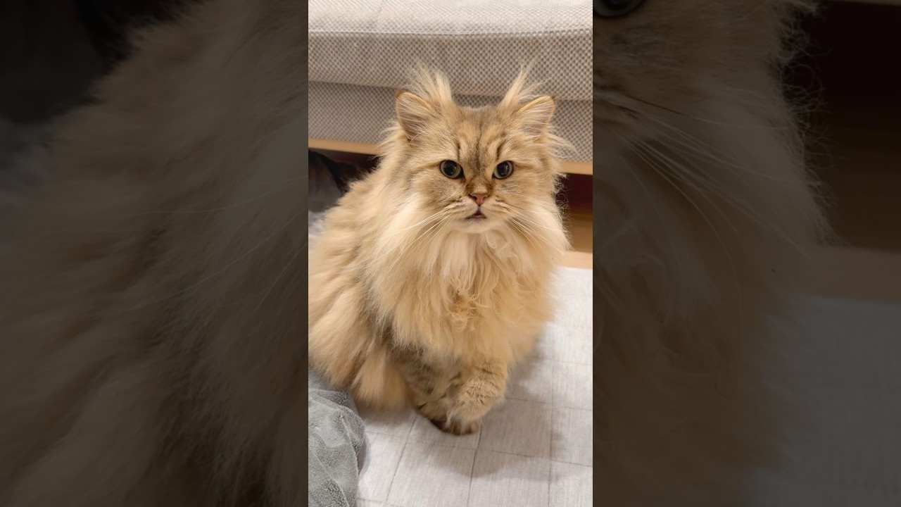 ふみふみが変な猫 【サイベリアン】 #Shorts