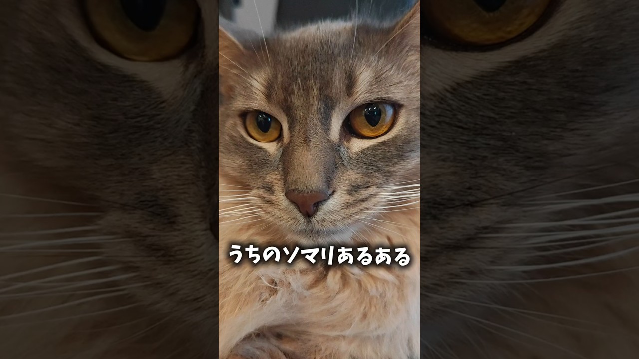 【猫動画】うちのソマリあるある言いたい　#cat  #cats #shorts #猫 #ねこ