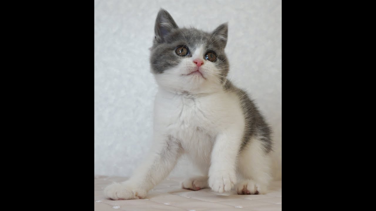 ブリティッシュショートヘアー子猫　British Shorthair　2024.12.12産まれ　ブルー＆ホワイト　男の子　シーダキャット猫のお店