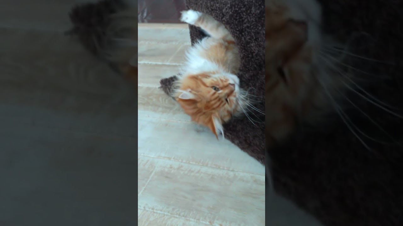 MAINE COON ATTACK 😼 Bold Young Cat Attacks Her Sister that Protects Her Cozy Den 🏡🐾! #cat #kitten
