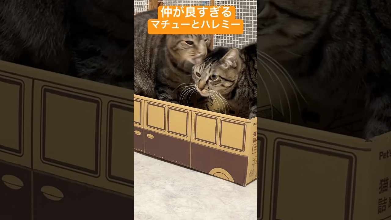 ハレミーとマチュー仲良しコンビ#猫のいる暮らし #ゆらり #保護猫 #ねこ動画