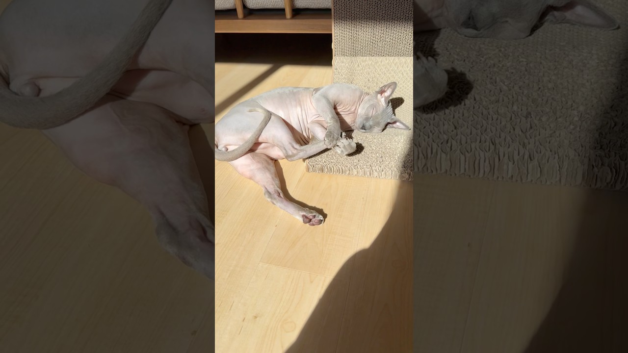 ひだまりに寝転び気持ちよさそうな毛のない猫【スフィンクス】