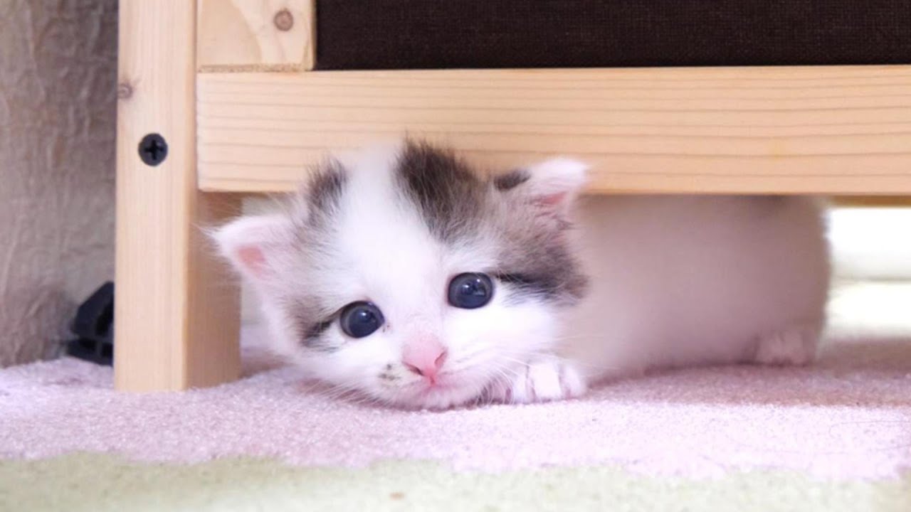 子猫たちが狭い隙間に隠れてしまうが、ミルクの匂いに気づいて、続々と脱出してママの元へ【赤ちゃん猫　保護猫】
