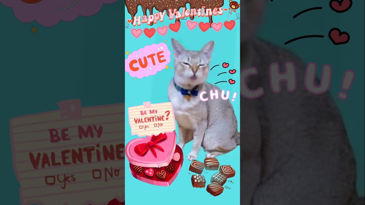 Happy Valentine's day😽💝✨ #可愛くてごめん #歌う猫 #シンガプーラ #cute #catlover