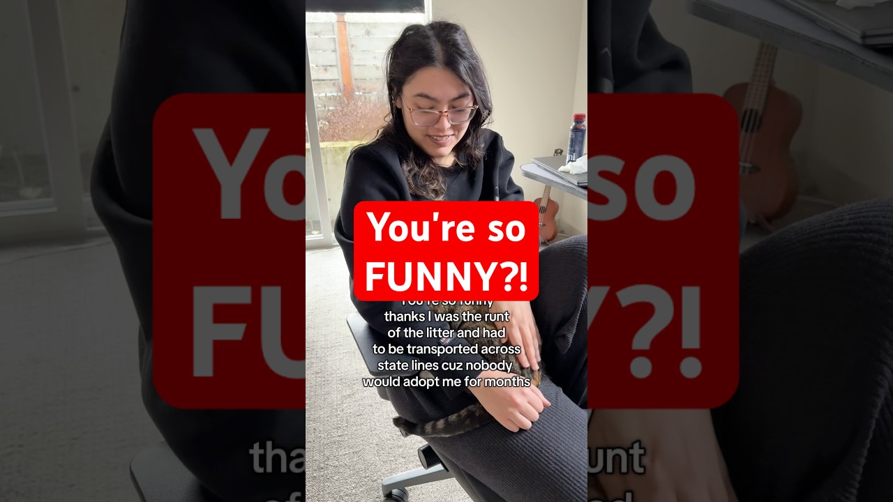 I now I am here! 🐾 #cats #adoptdontshop #kitty #kittycat #kittycats #cat #catlove #catpeople