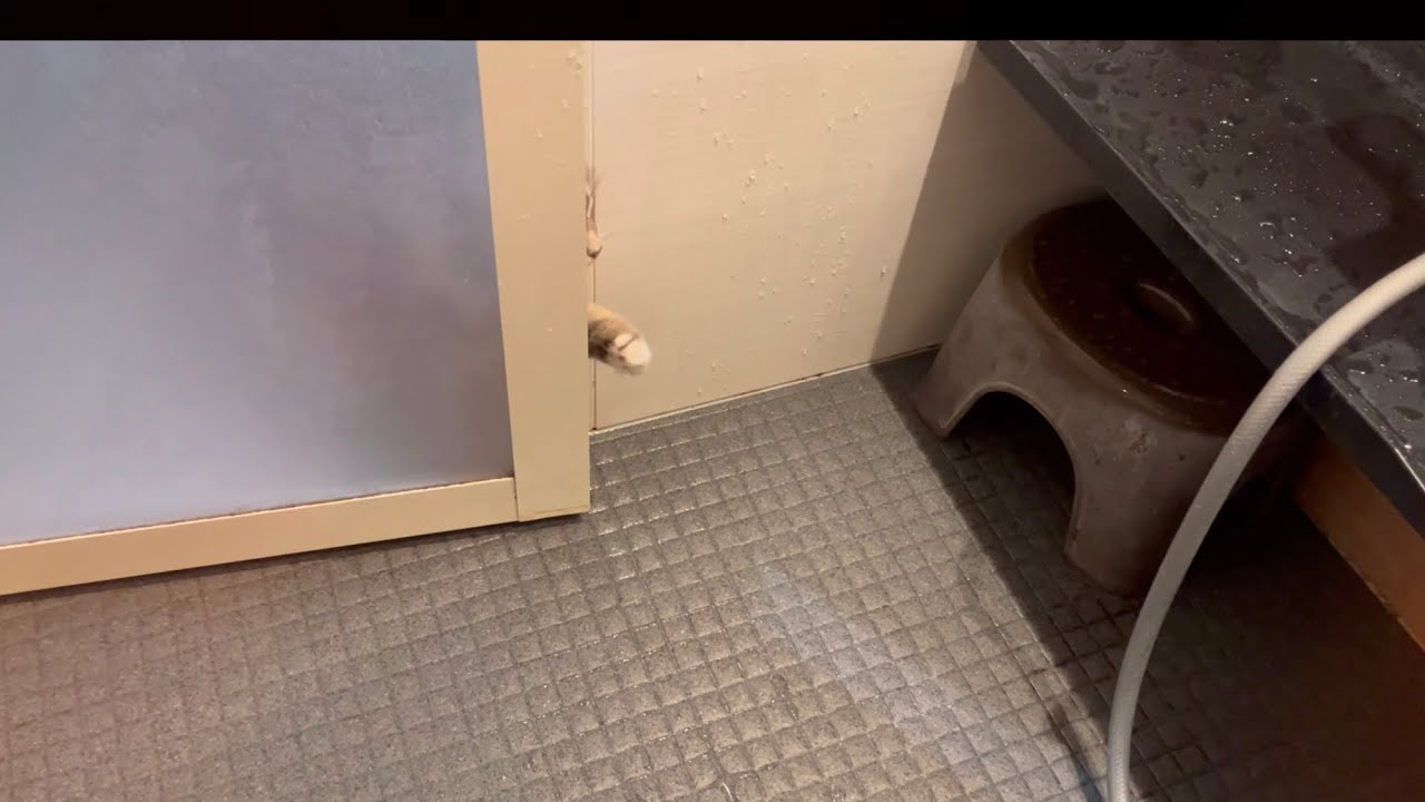 しつこくお風呂を覗きにくる猫　サイベリアン