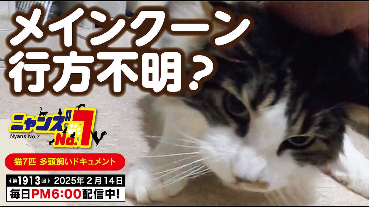 《第1913回》メインクーン 行方不明？