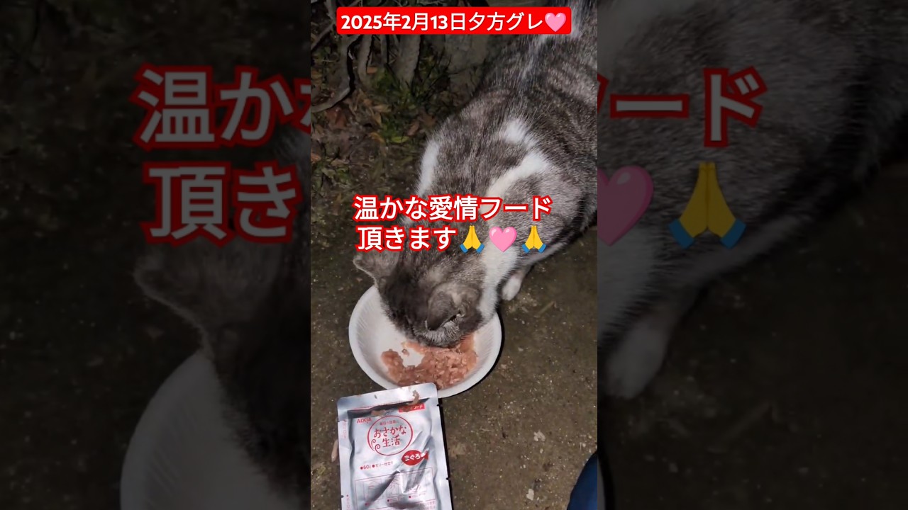 【2025年2月13日夕方グレ🩷】深夜はハチが来るかなぁ🙏#外猫の暮らし