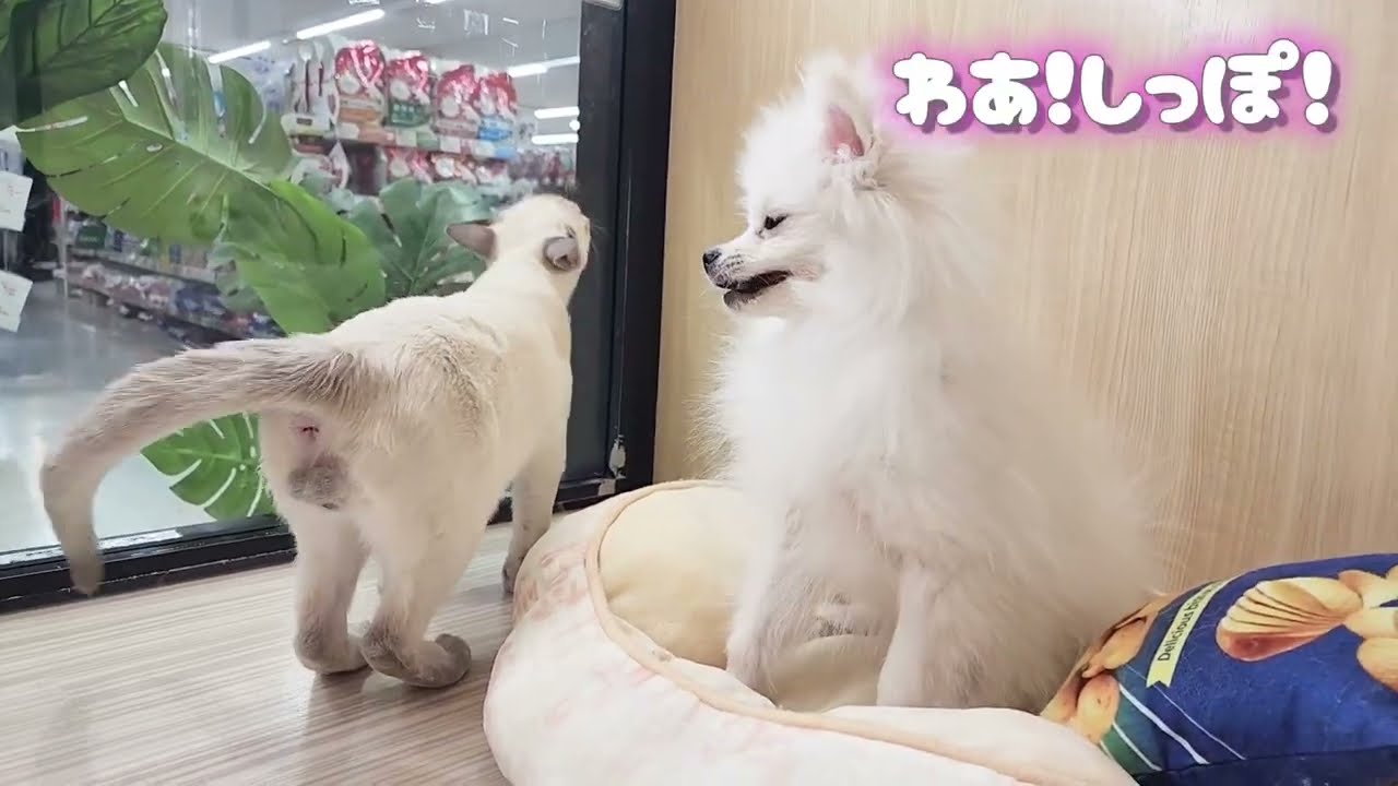 【ポメラニアン×トンキニーズ】ふたりはなかよし