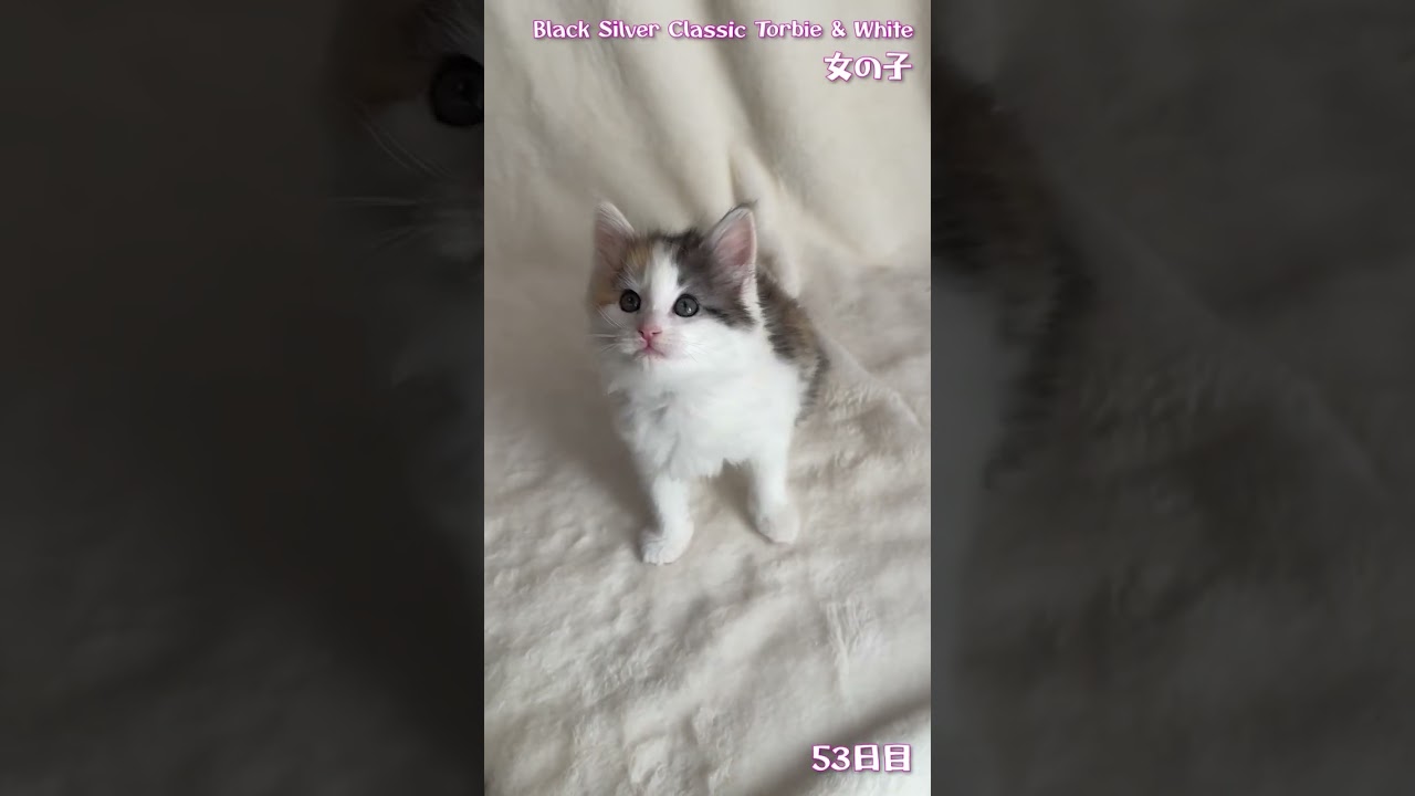 ノルウェージャンフォレストキャット クリスマスベビー！ヨーロッパラインの女の子✨（毛色：ブラックシルバークラシックトービー&ホワイト）