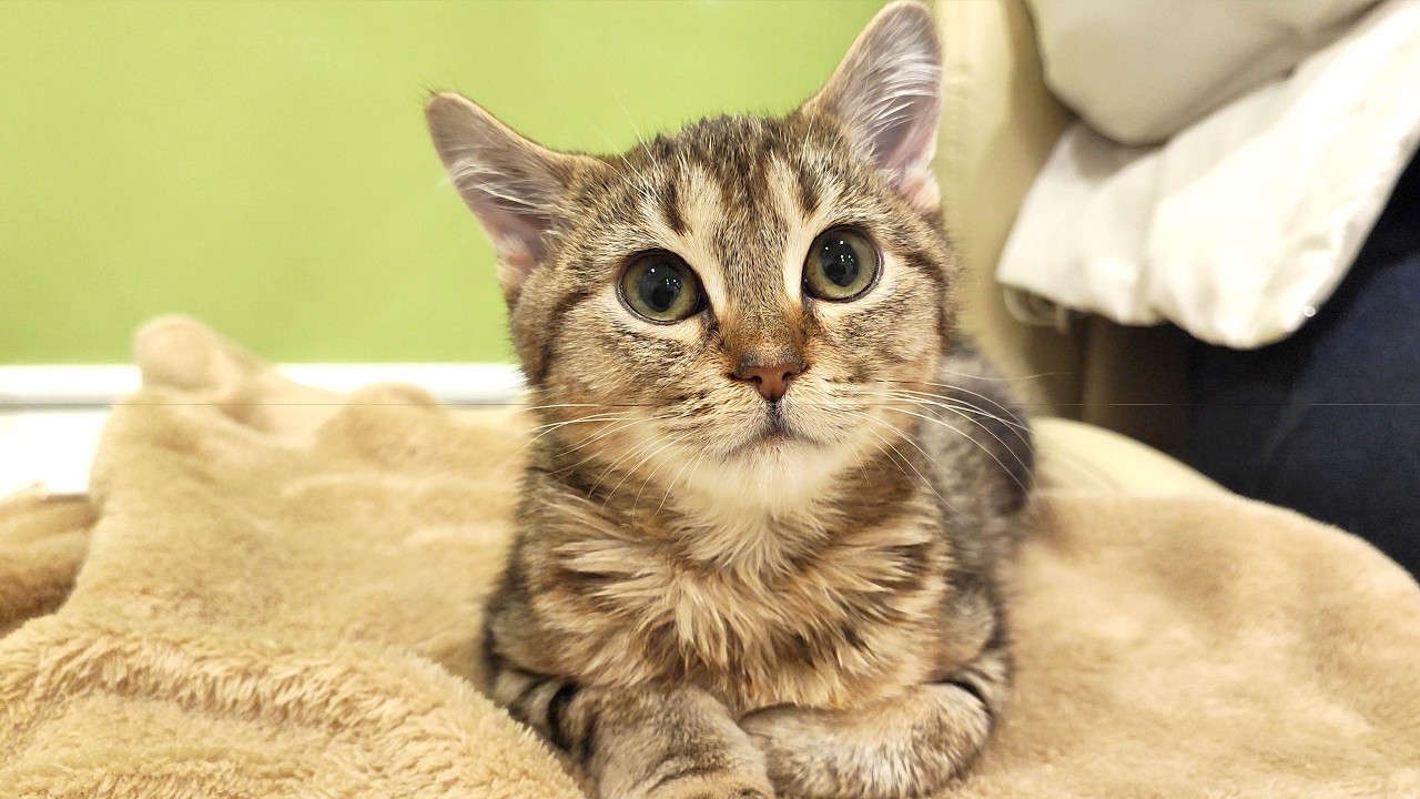 【驚愕】子猫、病院へ行くもキャリーを忘れてしまい、待合室でまさかの事態に…。