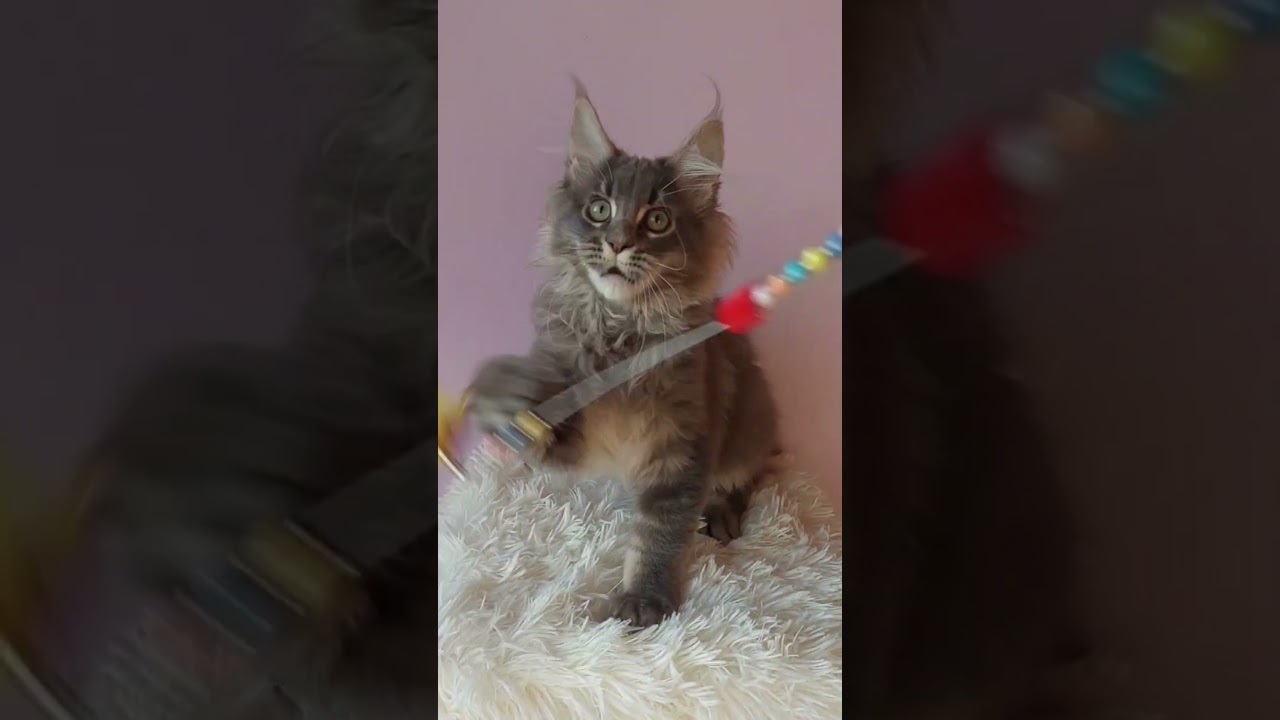 Lollipop Blue Ticked Tabby Maine Coon Male Kitten Available Now | Purebred Kitties