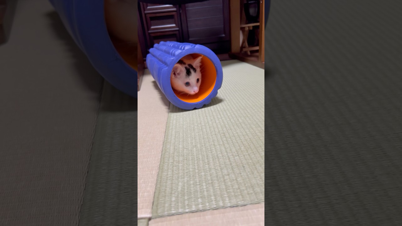 【スーパーマリオ】ドカンに入るミルねーさん#保護猫 #ねこ #猫のいる暮らし #ミルねーさん #スーパーマリオ #shorts