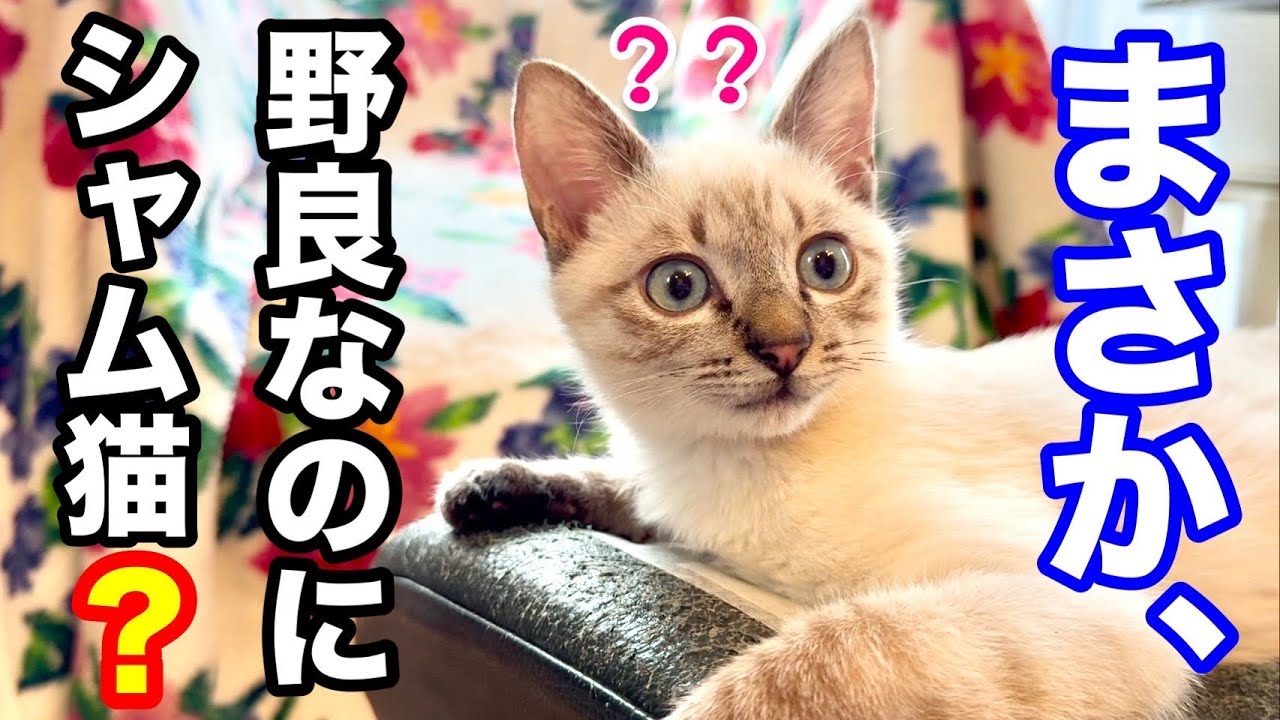 野良猫ジルの毛の色が変わってきました。君まさかシャム猫..？ 「ジルベール成長記」